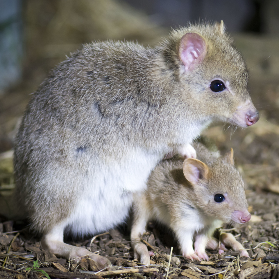 Bonorong Bettongs