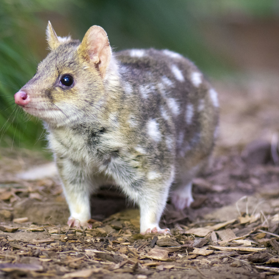 Bonorong Easternquoll