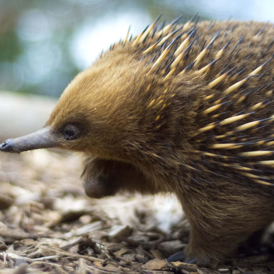 Bonorong Randalltheechidna 2