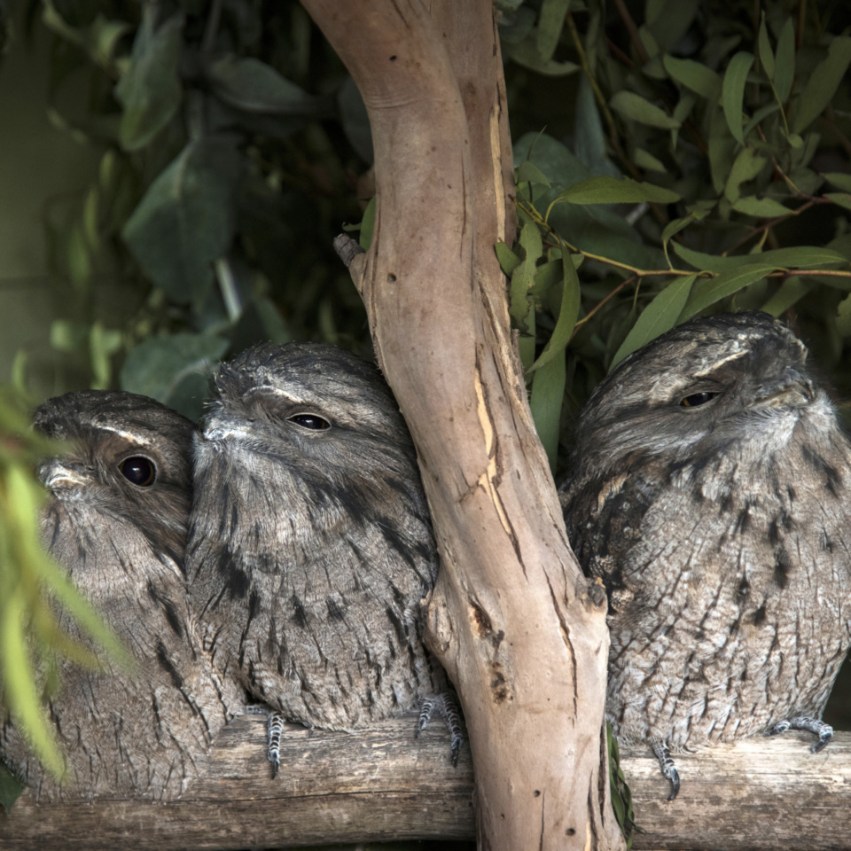 Bonorong Tawnyfrogmouths