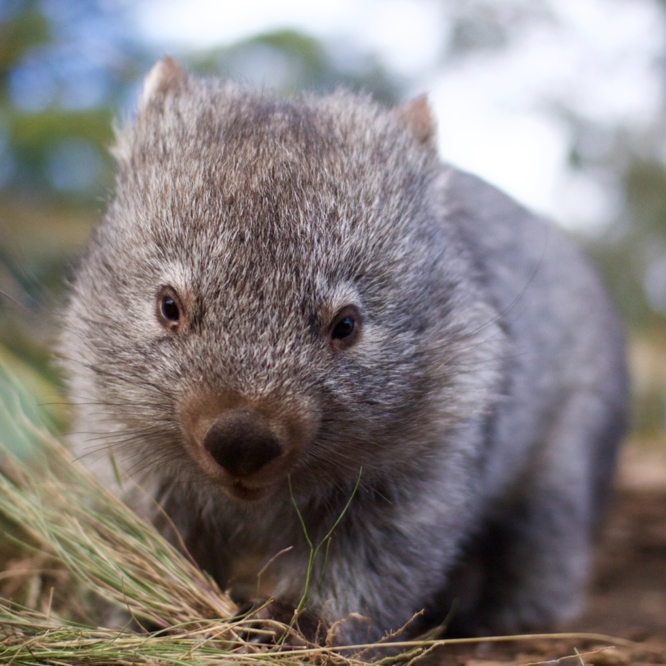 Bonorong Youngwombat 180924 015413