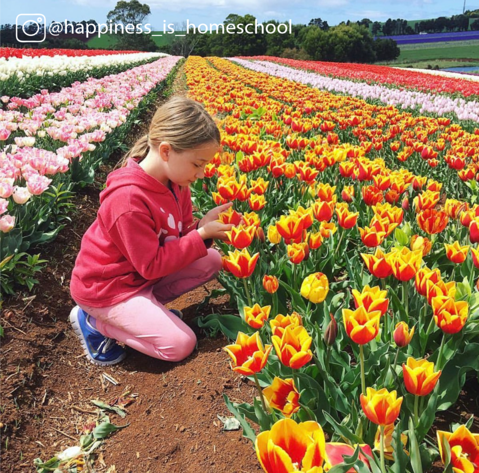 Tulips Happinessishomeschool