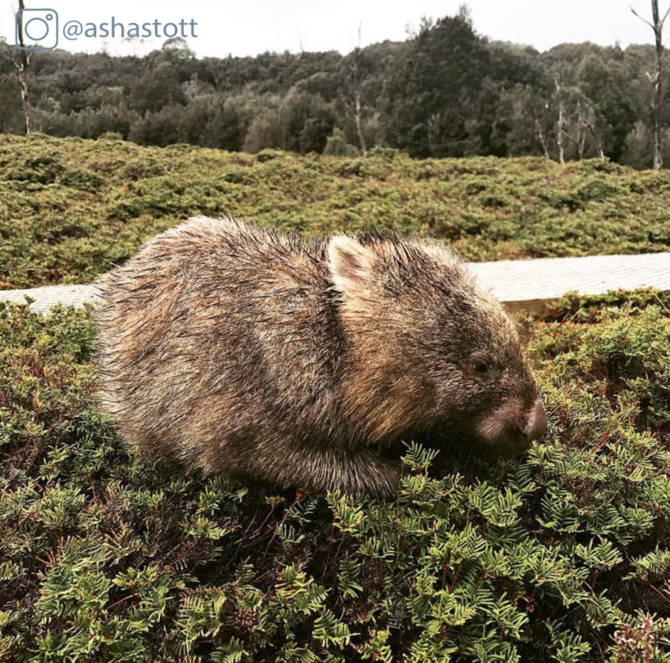 Wombatcradle Ashastott