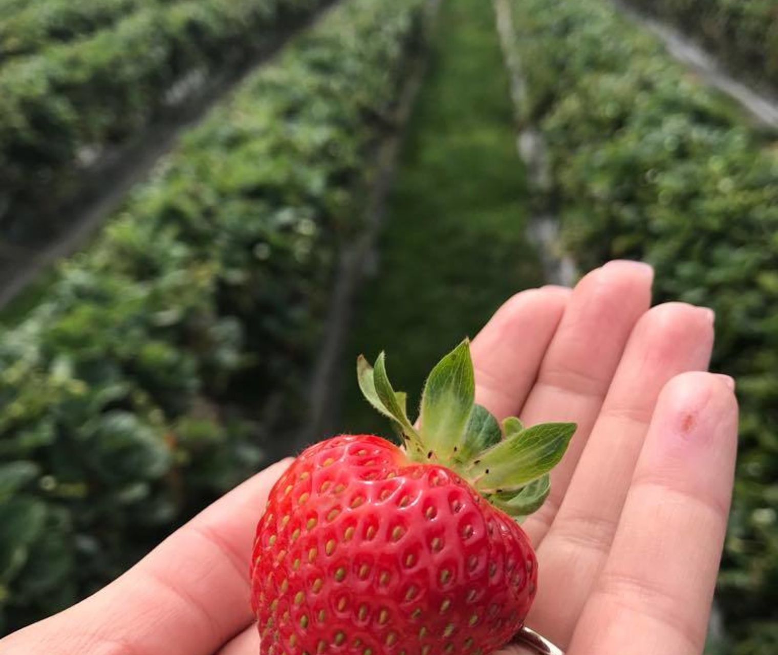 Tassie4Kids Hillwood Berry Farm and Farmgate