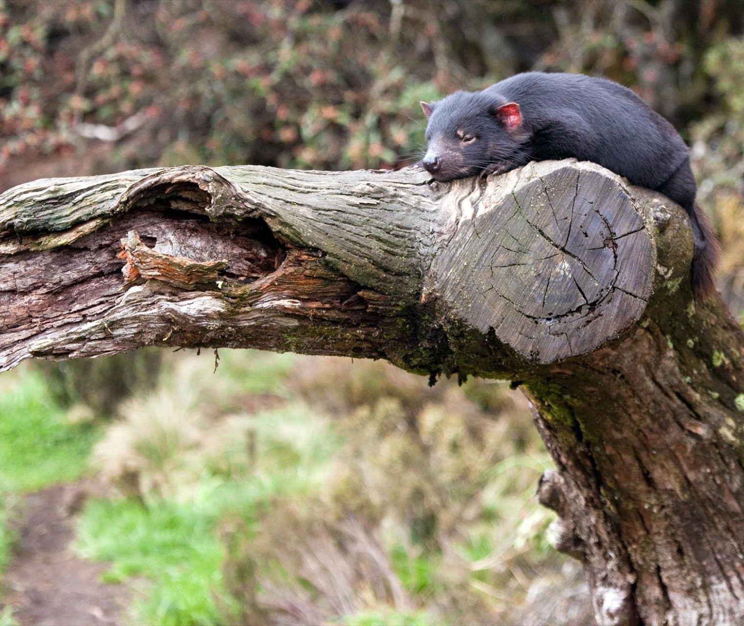 Tassie4Kids | Devils@Cradle