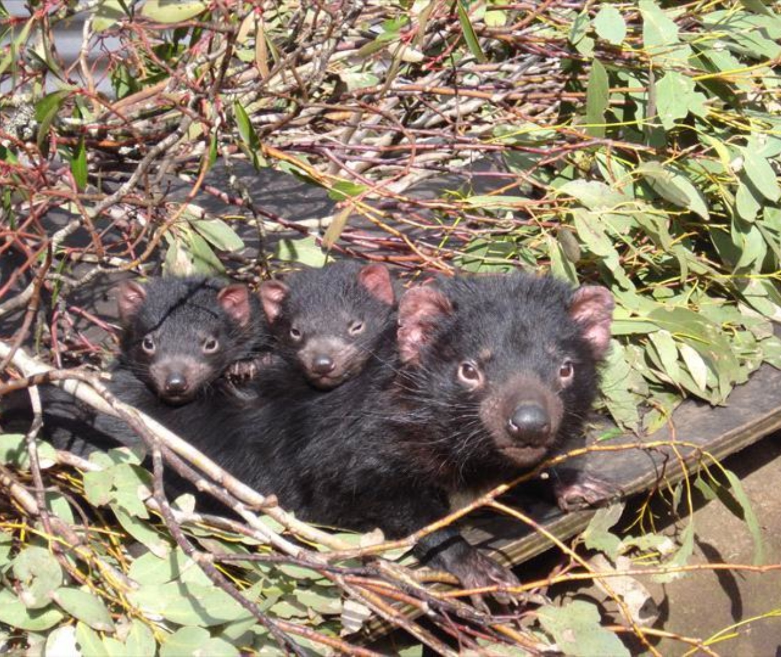 Tassie4Kids | Devils@Cradle