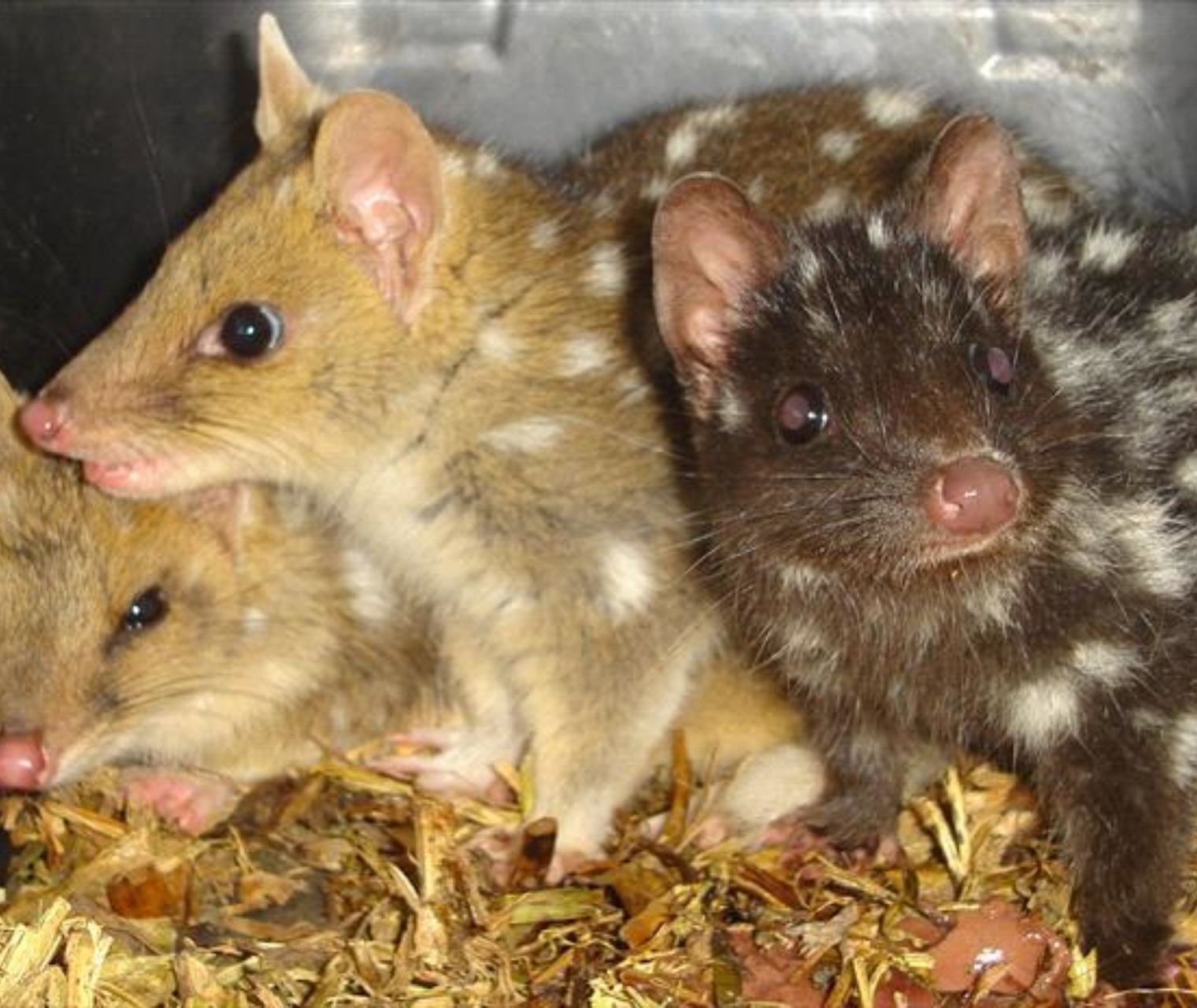 Tassie4Kids | Devils@Cradle