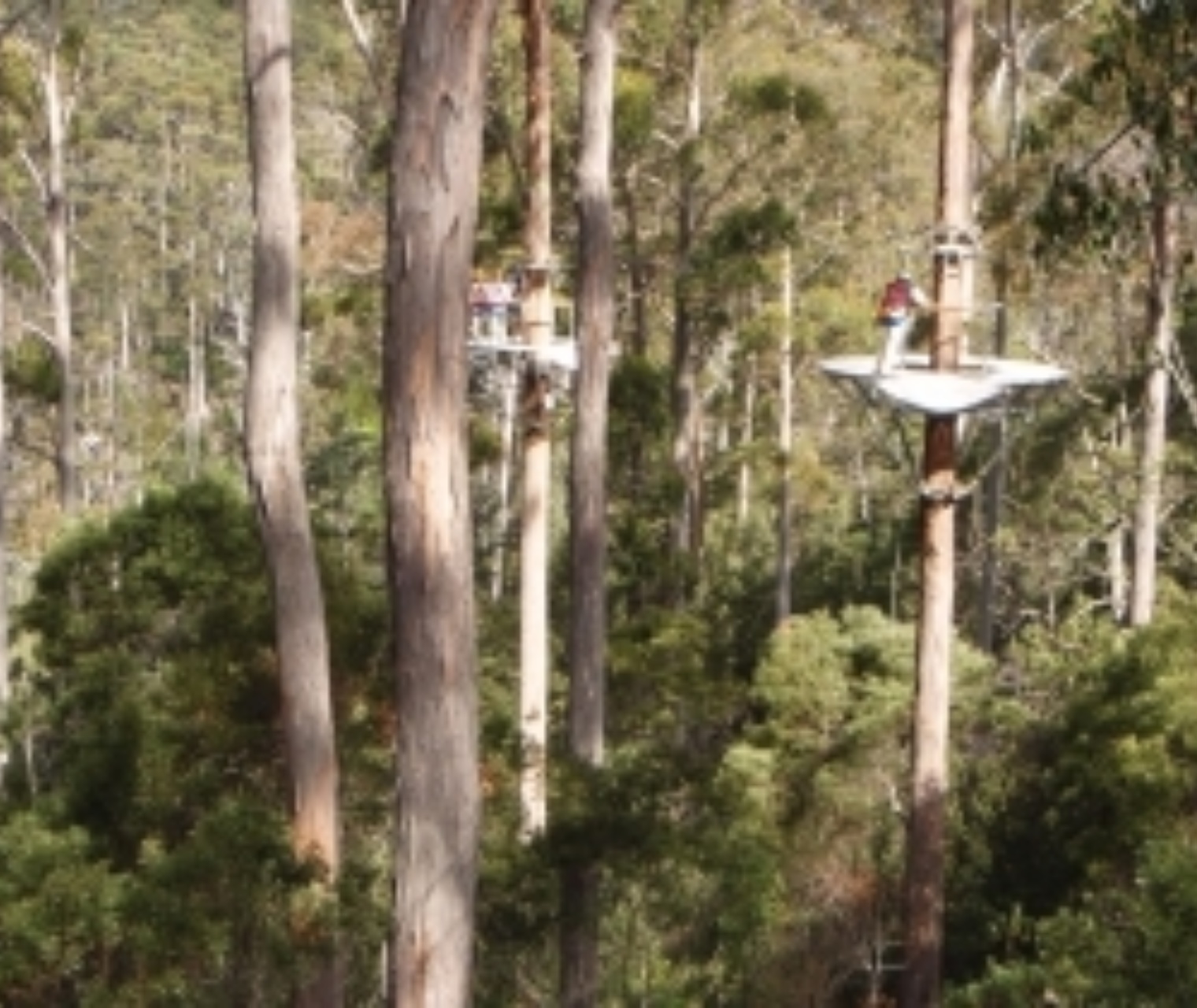 Tassie4Kids | Hollybank Wilderness Adventures