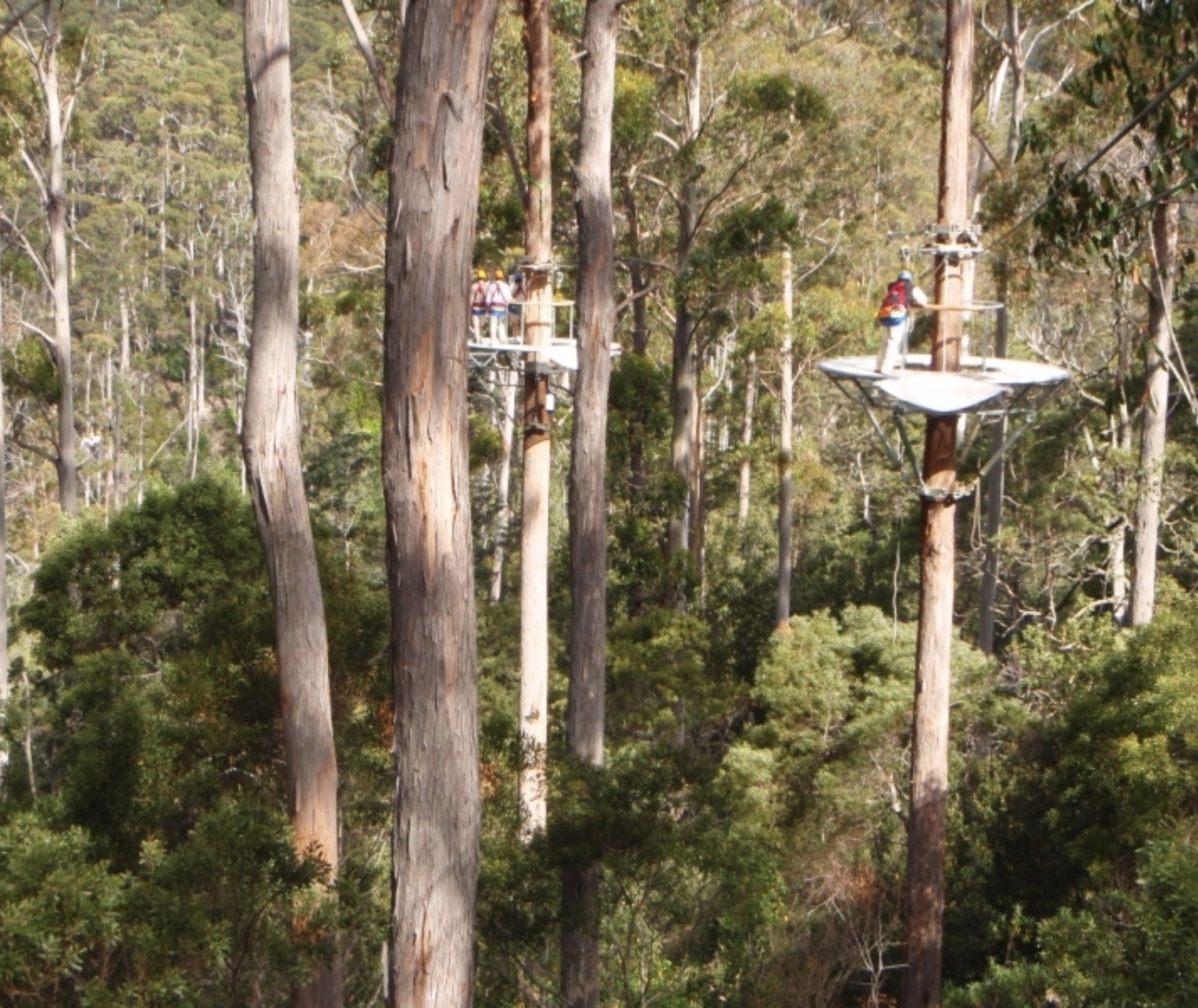 Tassie4Kids | Hollybank Wilderness Adventures