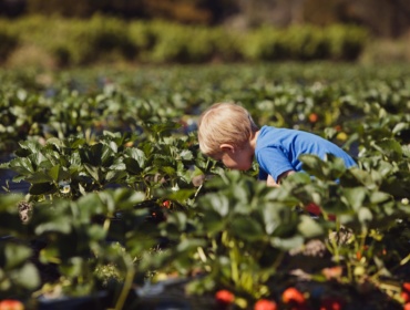 Hillwood Berry Farm & Farmgate