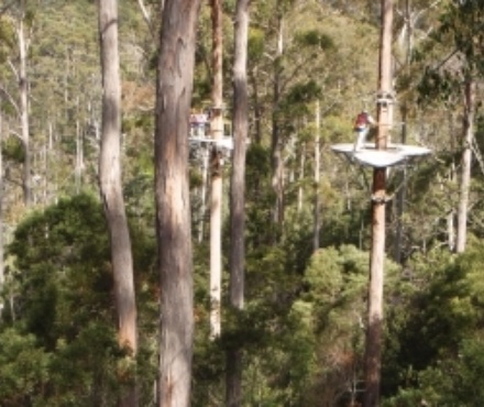 Tassie4Kids | Hollybank Wilderness Adventures