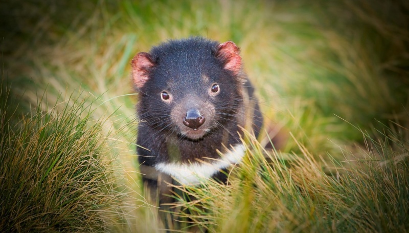 Tassie4Kids | Devils@Cradle