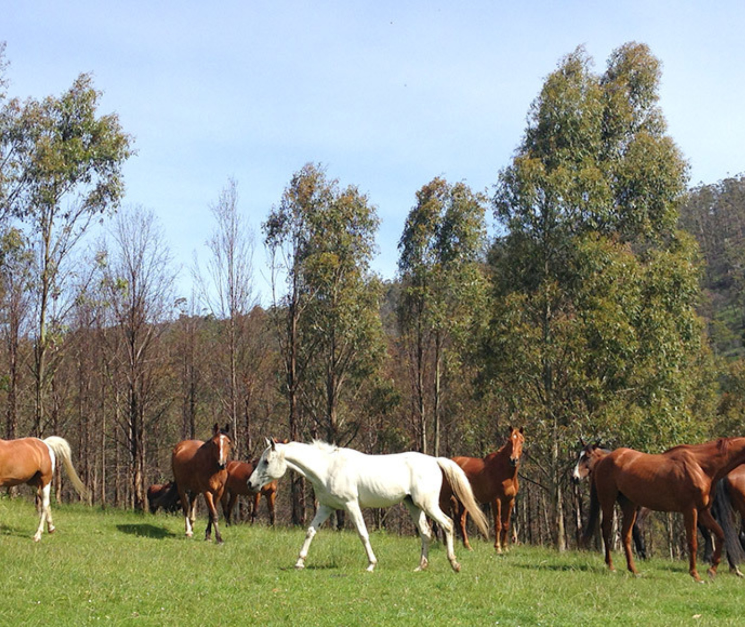 Tassie4Kids Horseriding Tasmania